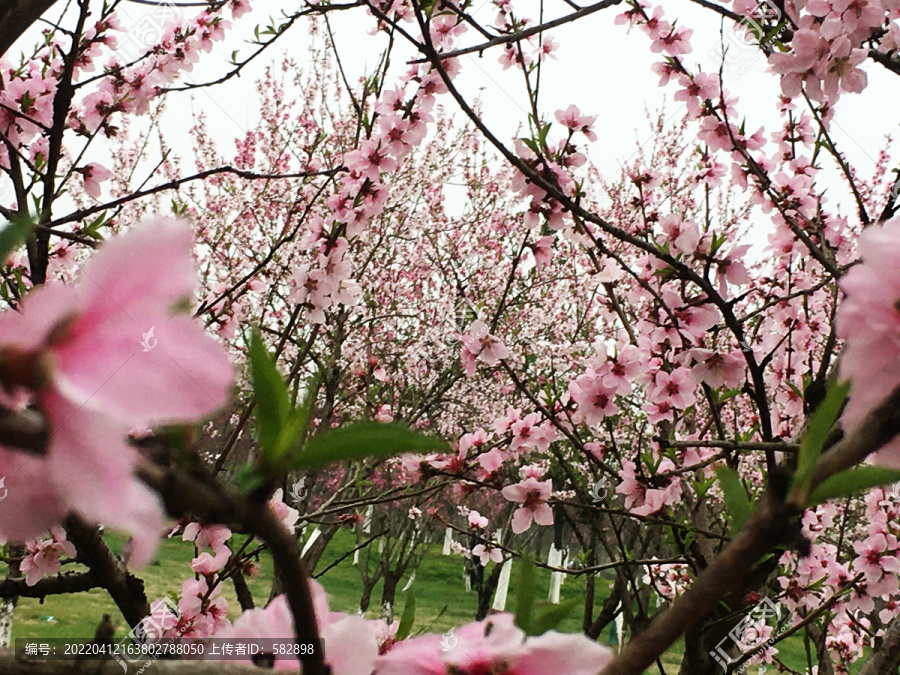 桃林花开