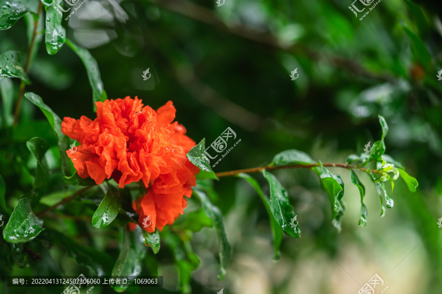 石榴花红色花朵