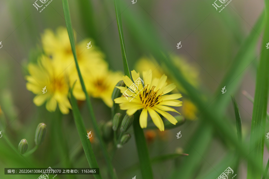 野生小菊花