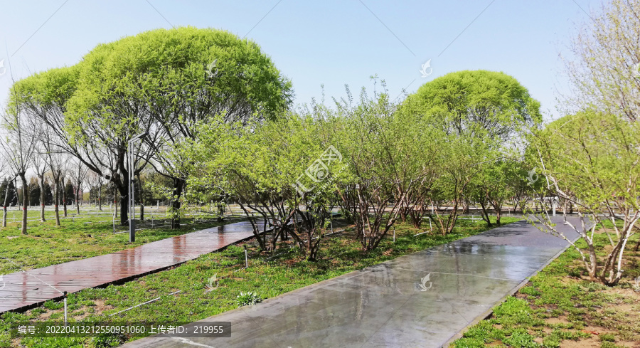 雨后园林生态