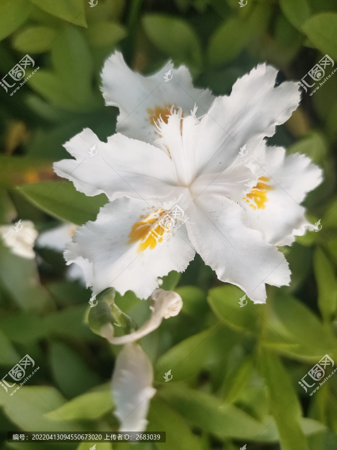 白色扁竹蘭