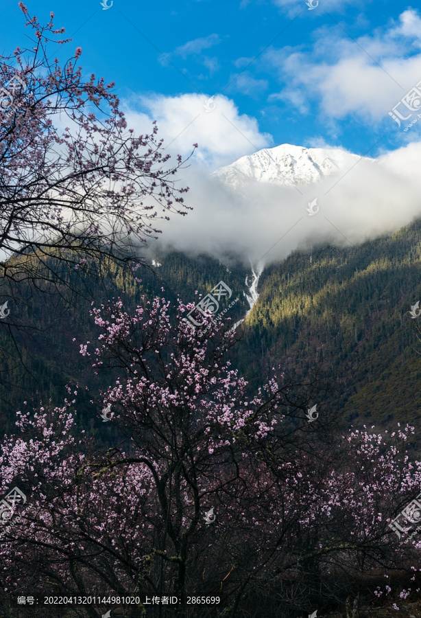 西藏林芝的春天桃花映雪山