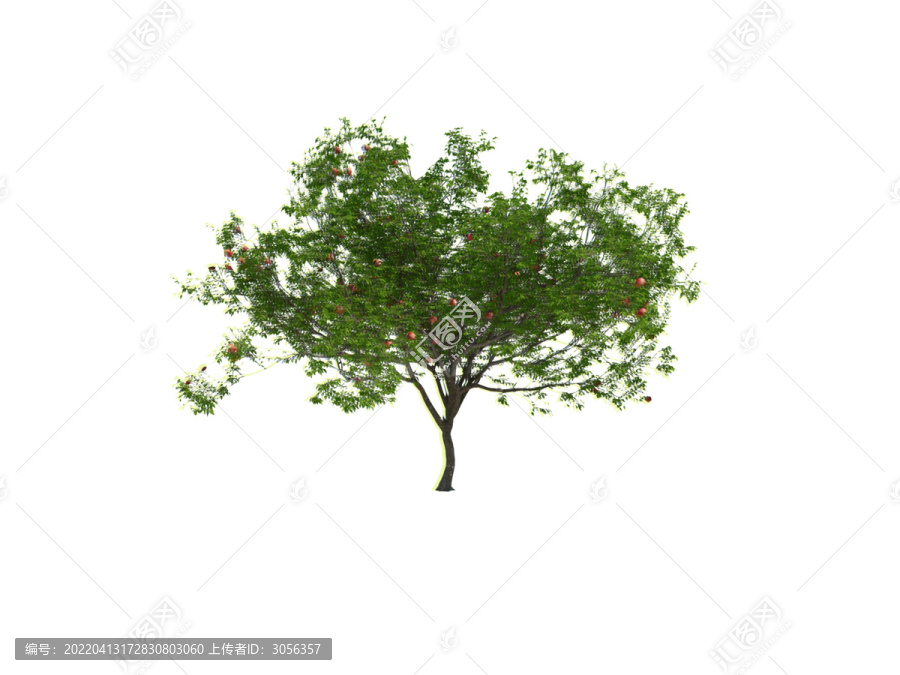 蘋果樹