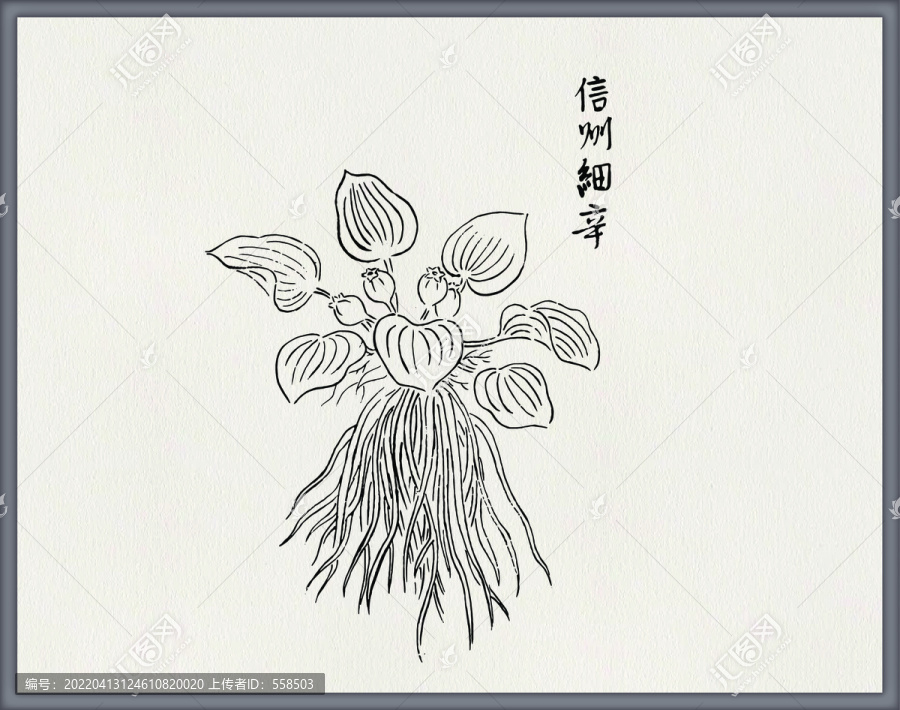 細(xì)辛中醫(yī)中草藥素材白描矢量