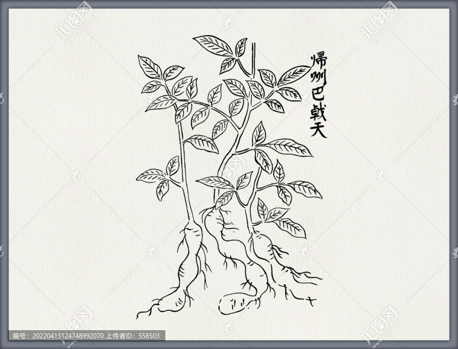 巴戟天中醫(yī)中草藥素材矢量