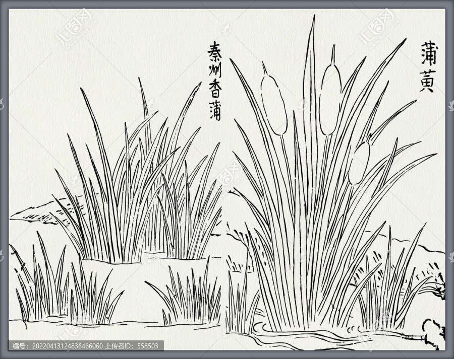 香蒲中草藥素材矢量中醫(yī)素材