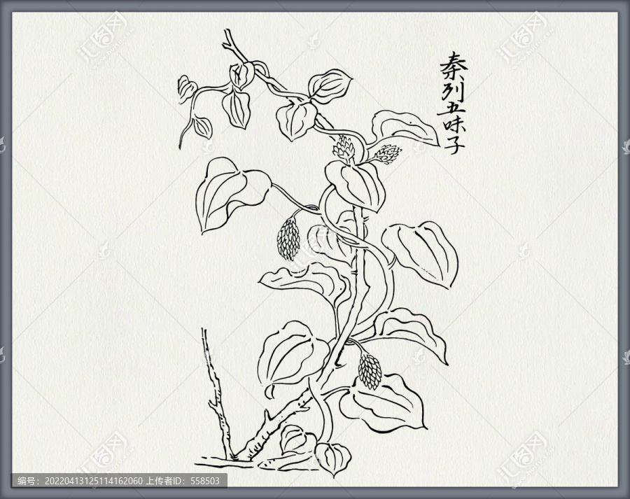 五味子中草藥素材矢量中醫(yī)素材