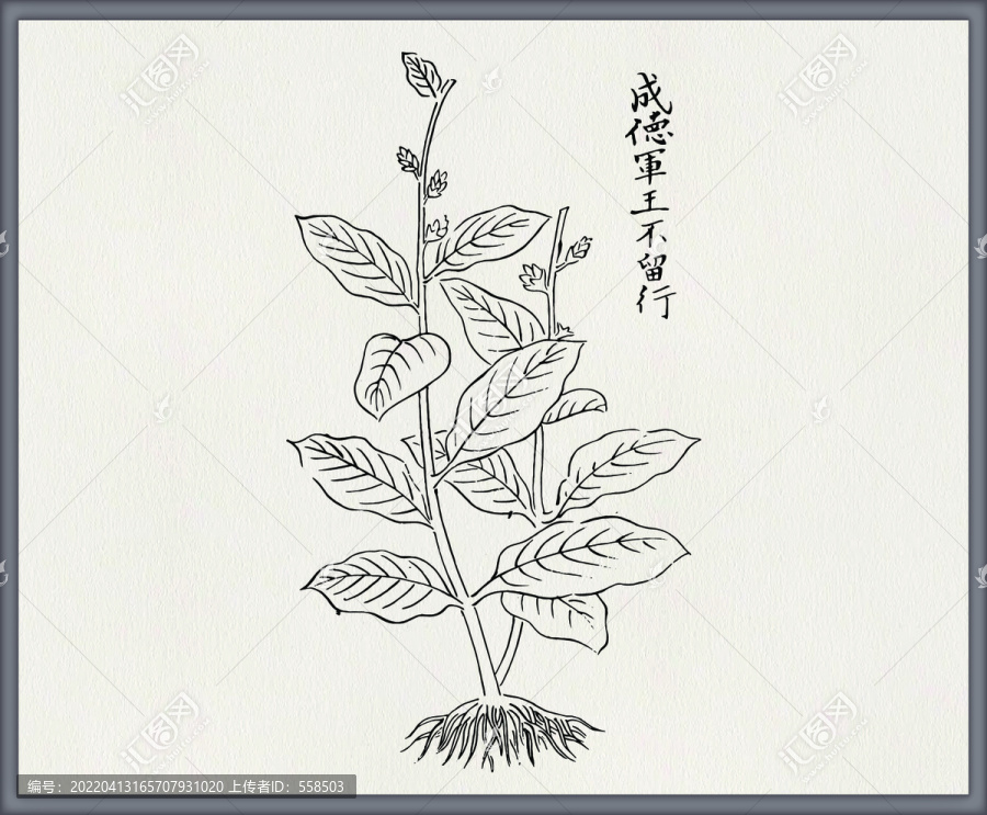 王不留行中草藥素材白描矢量