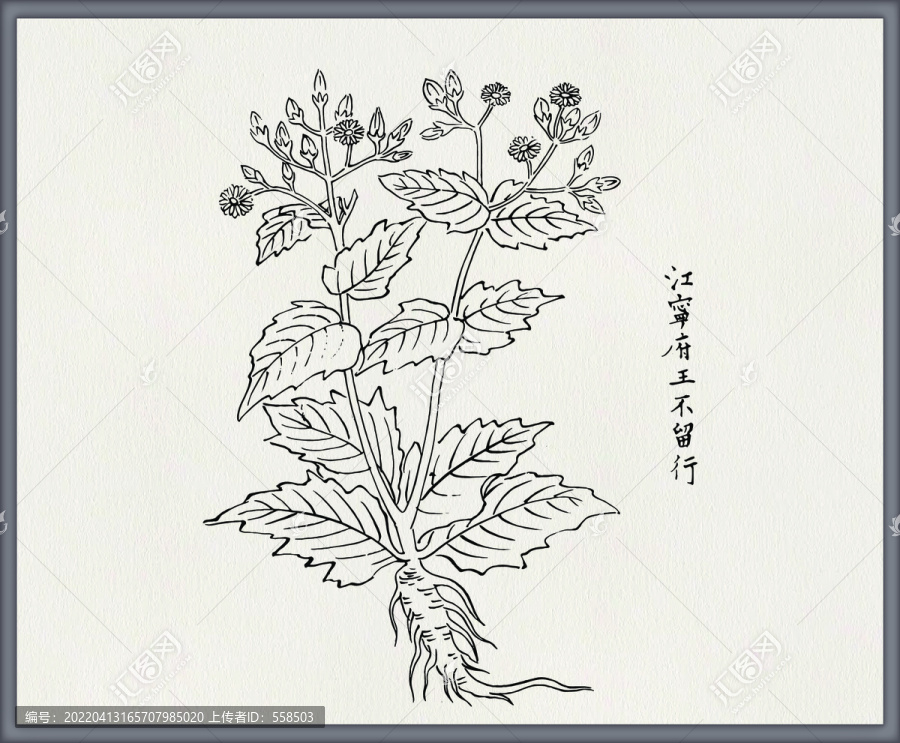 王不留行中草藥素材白描矢量