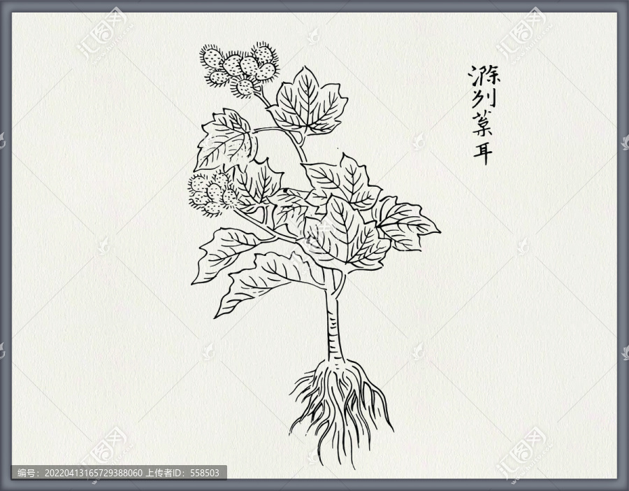 蒼耳中醫(yī)中草藥素材白描矢量