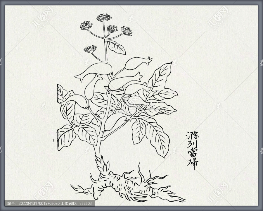 當歸中醫(yī)中草藥素材白描矢量