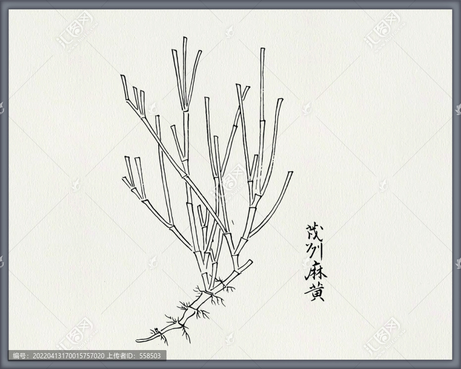麻黃中醫(yī)中草藥素材白描矢量