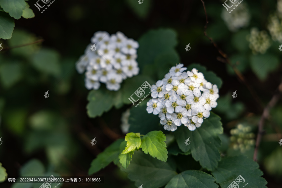 伞形花序