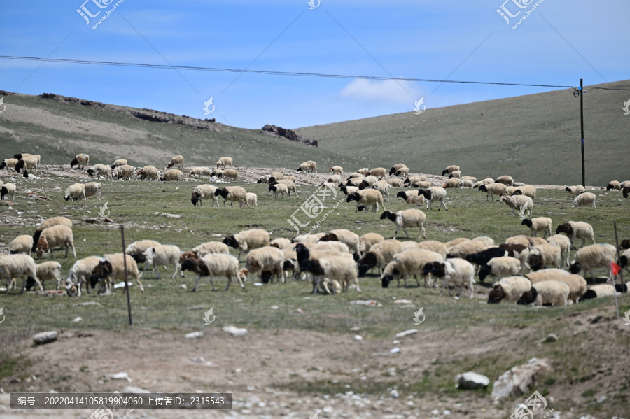 新疆草原上的羊群