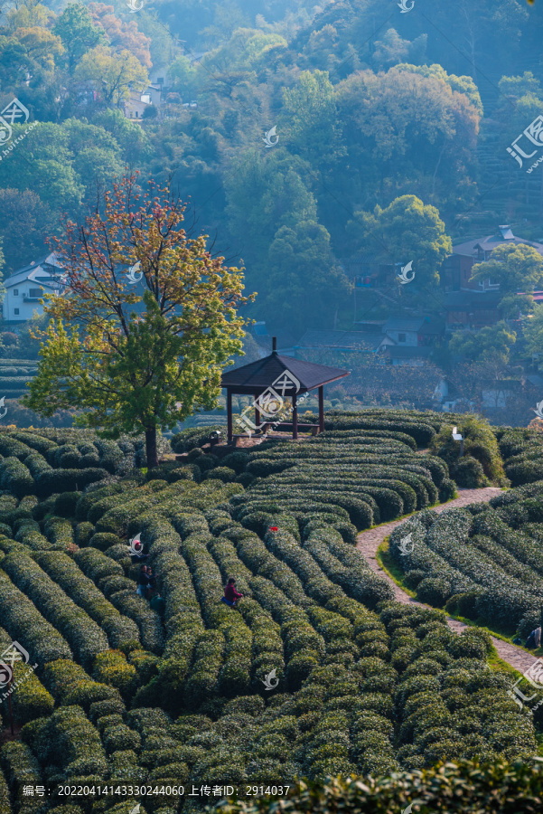 杭州龙井茶园