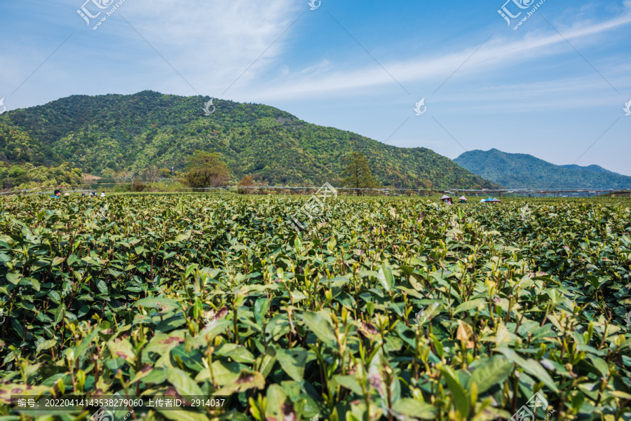 杭州龙井茶园