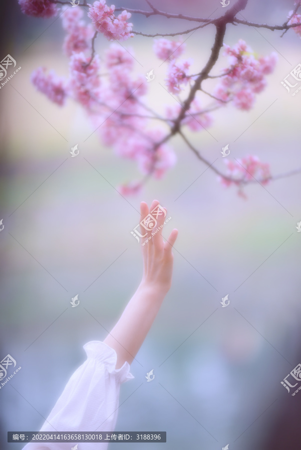 触碰花与少女