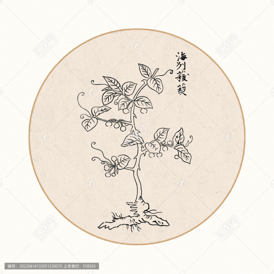 菝葜中醫(yī)中草藥素材白描矢量