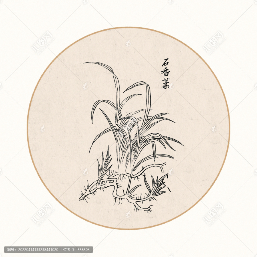 石香薷中醫(yī)中草藥素材白描矢量