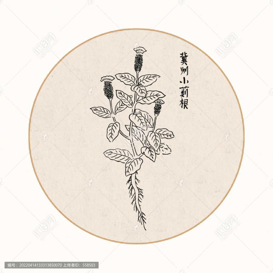 小薊根中醫(yī)中草藥素材白描矢量