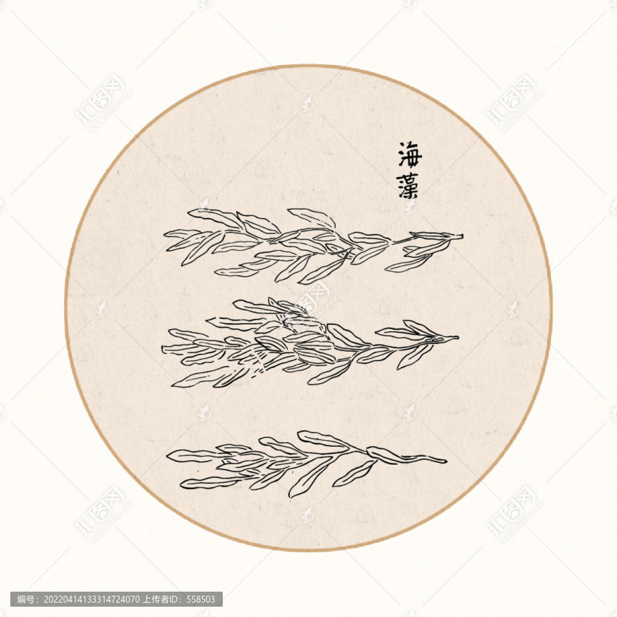 海藻中醫(yī)中草藥素材白描矢量