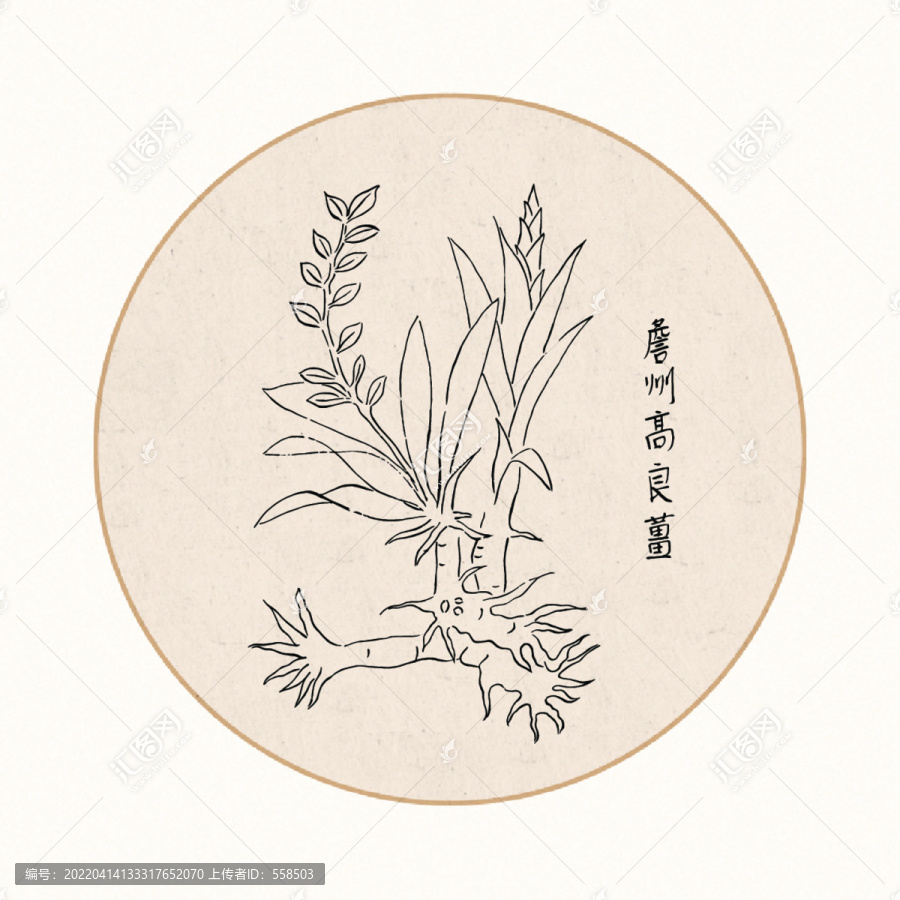 高良姜中醫(yī)中草藥素材白描矢量