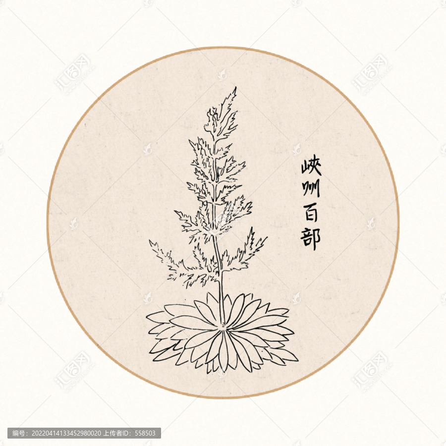 百部中醫(yī)中草藥素材白描矢量