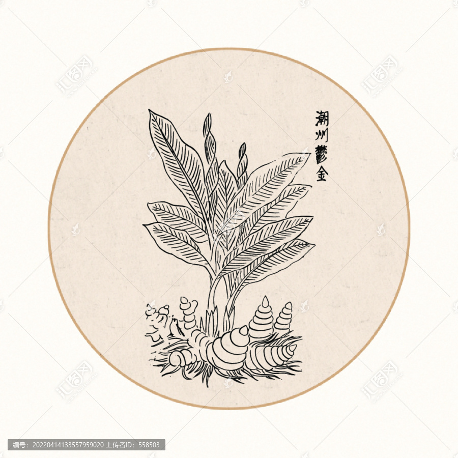 郁金中醫(yī)中草藥素材白描矢量