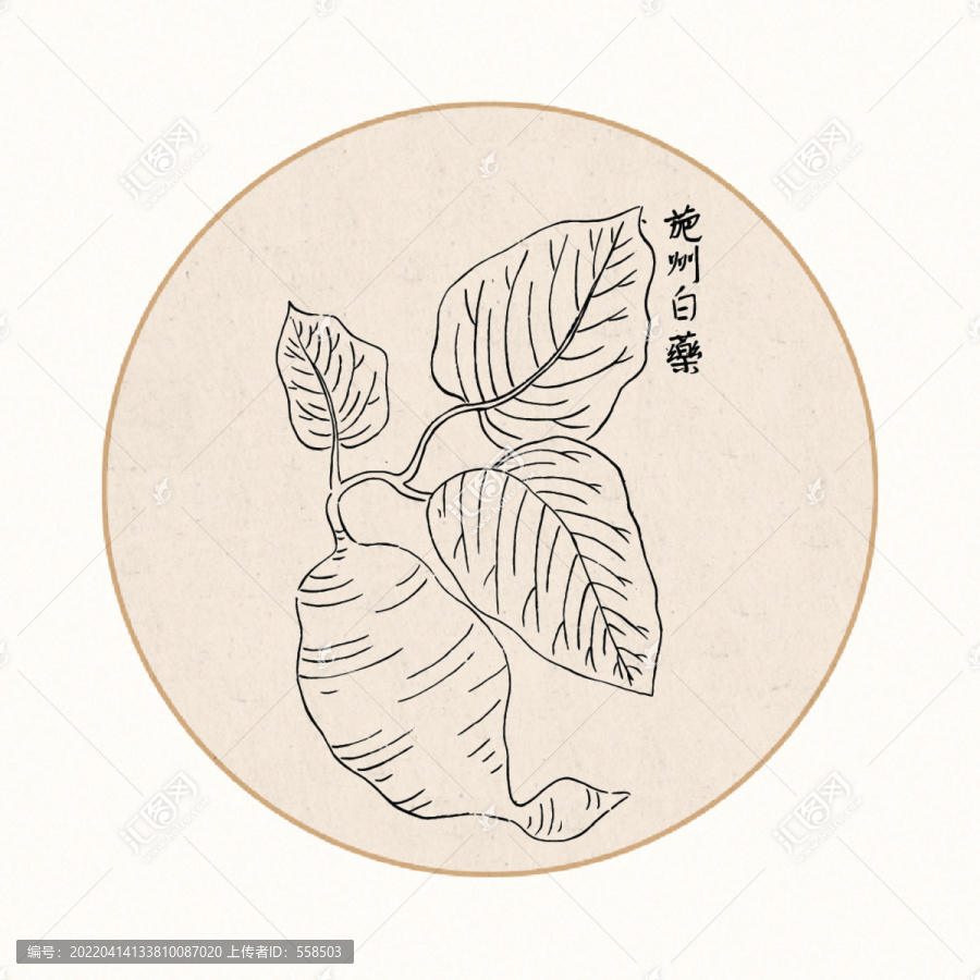 白藥中醫(yī)中草藥素材白描矢量