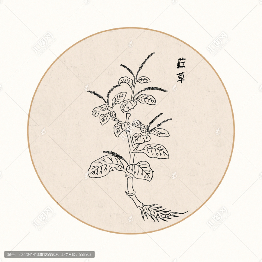 紅草中醫(yī)中草藥素材白描矢量