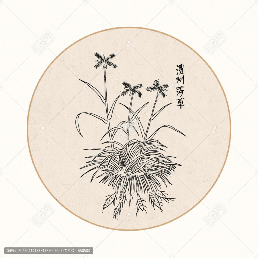 莎草中醫(yī)中草藥素材白描矢量