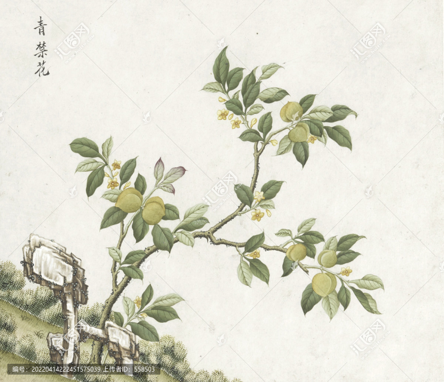 青禁花水彩花卉國畫素材插畫