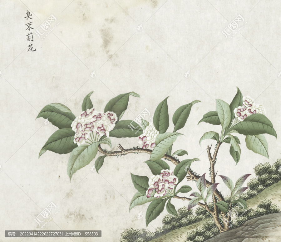 臭茉莉花水彩花卉國畫素材插畫