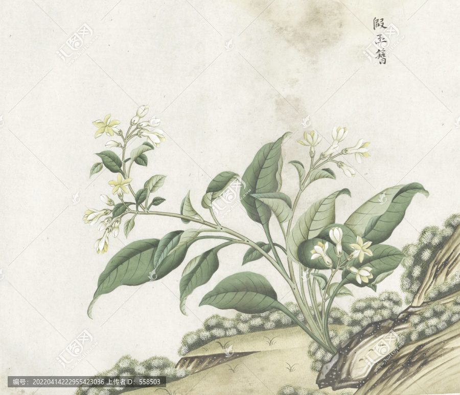 假玉簪花水彩花卉國(guó)畫素材插畫