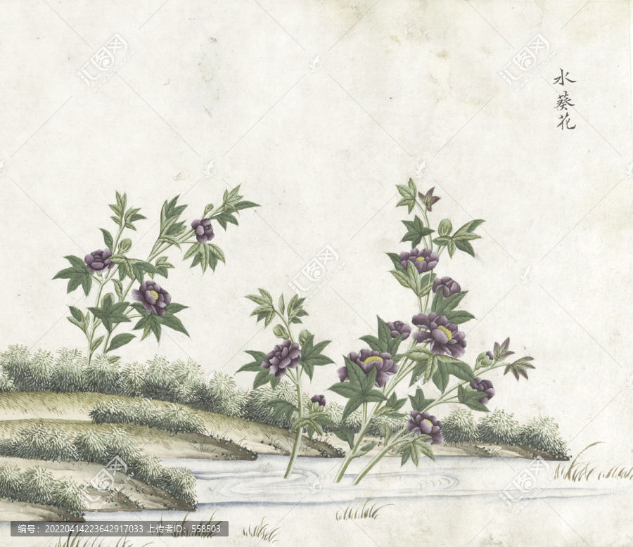 水葵花水彩花卉國(guó)畫(huà)素材插畫(huà)