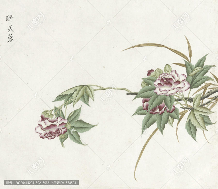 醉芙蓉水彩花卉國畫素材插畫