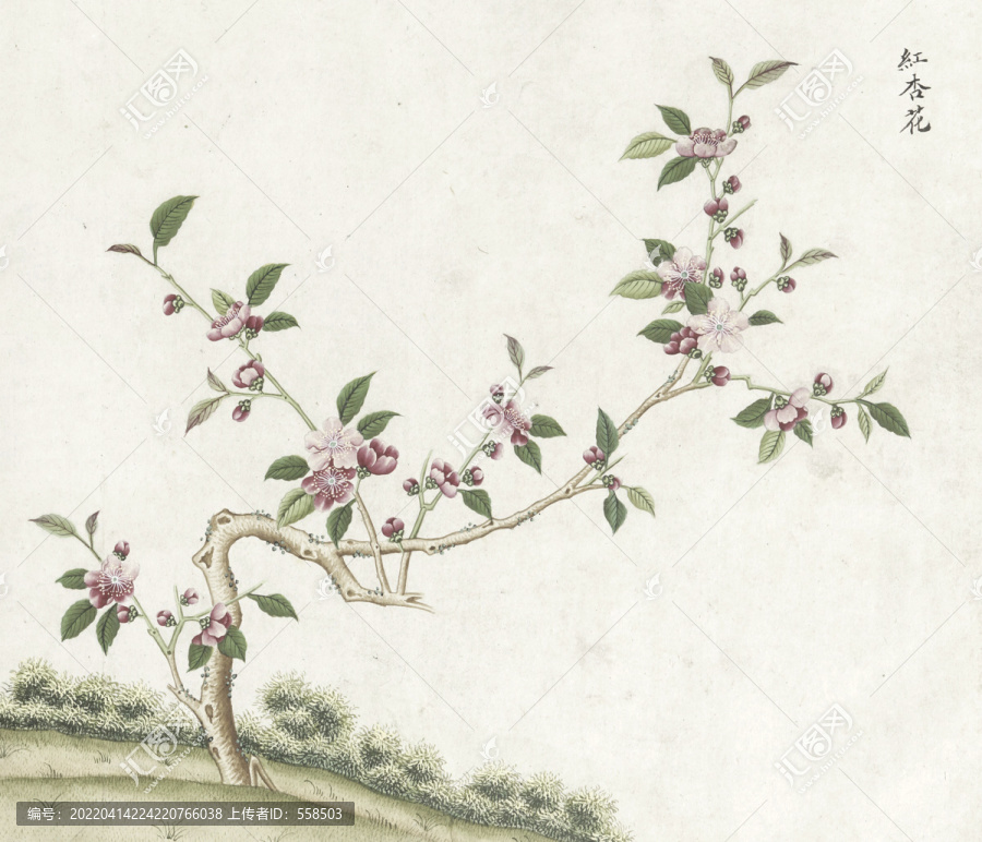 紅杏花水彩花卉國畫素材插畫