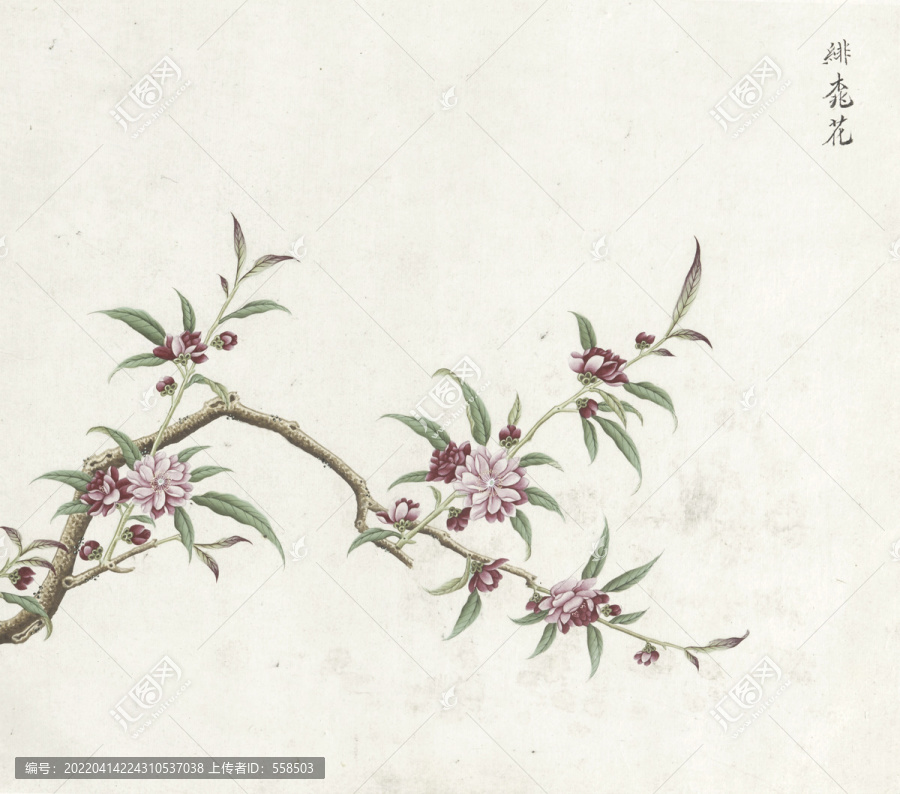 緋桃花水彩花卉國畫素材插畫