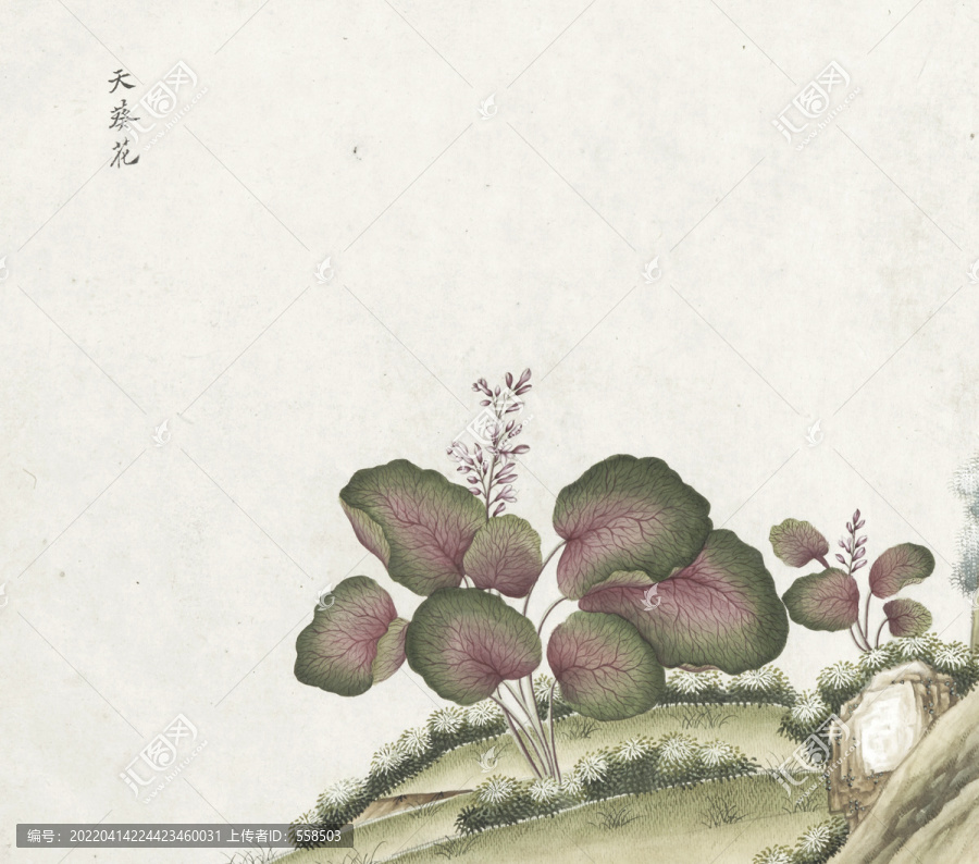 天葵花水彩花卉?chē)?guó)畫(huà)素材插畫(huà)