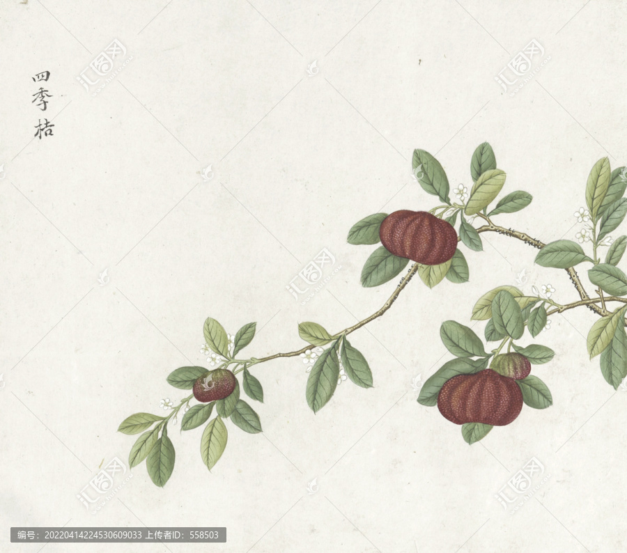 四季桔水彩花卉國畫素材插畫