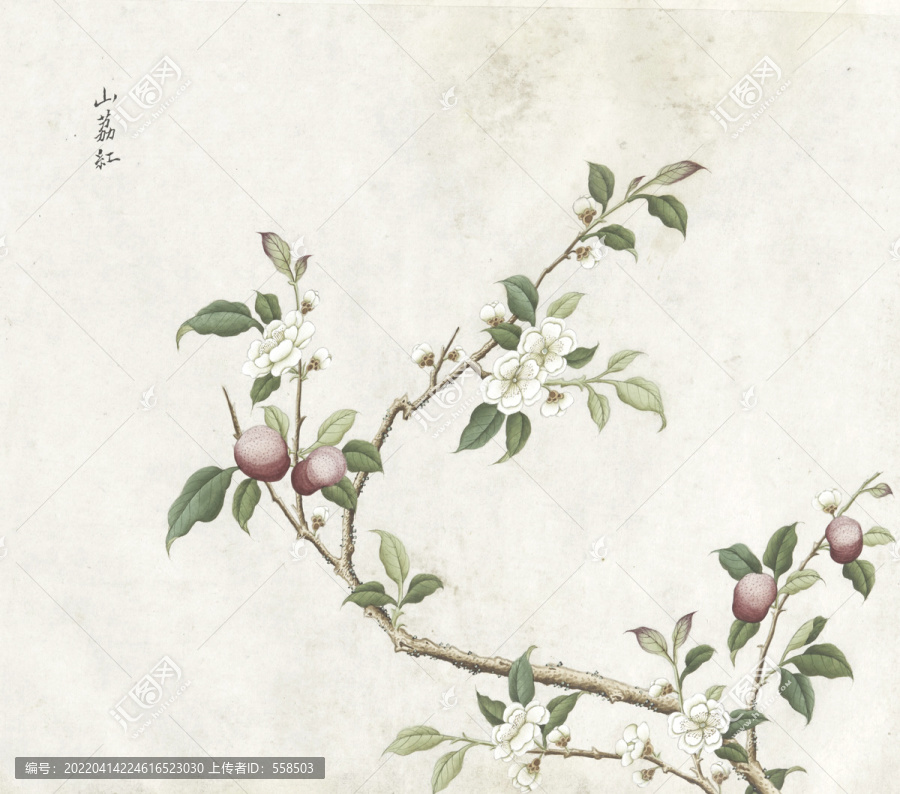 山荔紅花水彩花卉國畫素材插畫