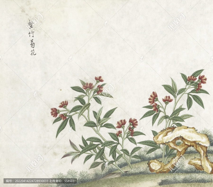 野竹菊花水彩花卉国画素材插画