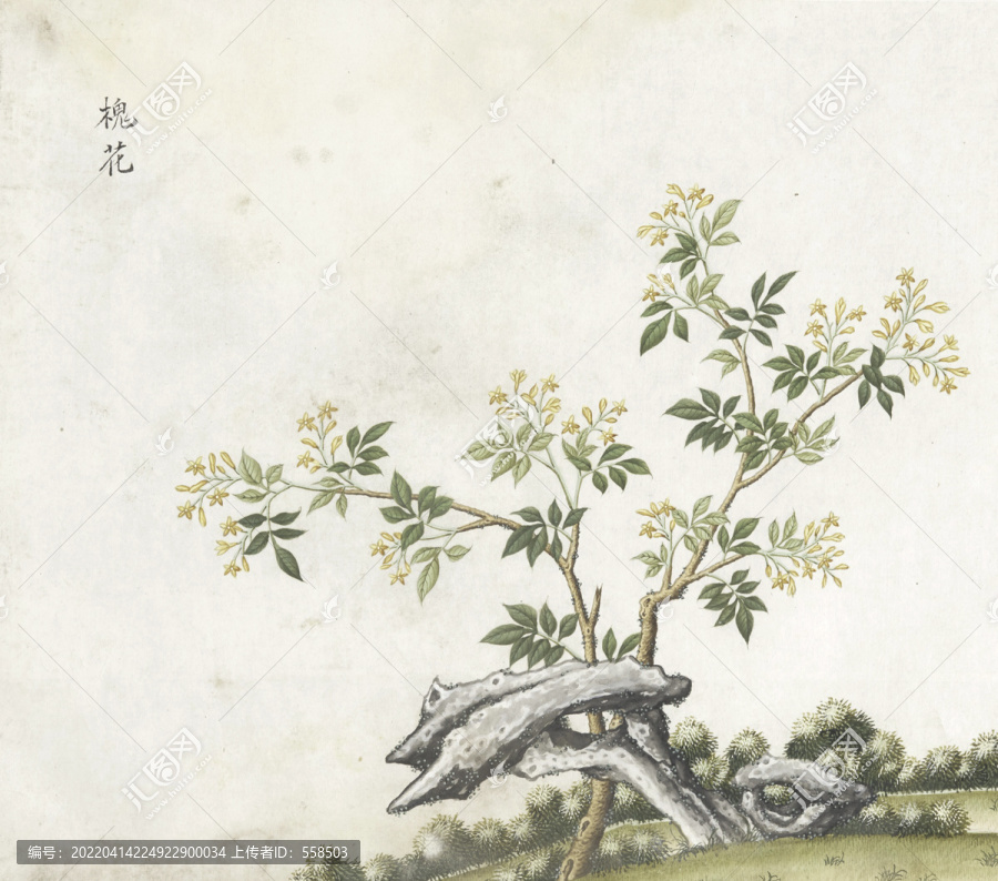 槐花水彩花卉國畫素材插畫