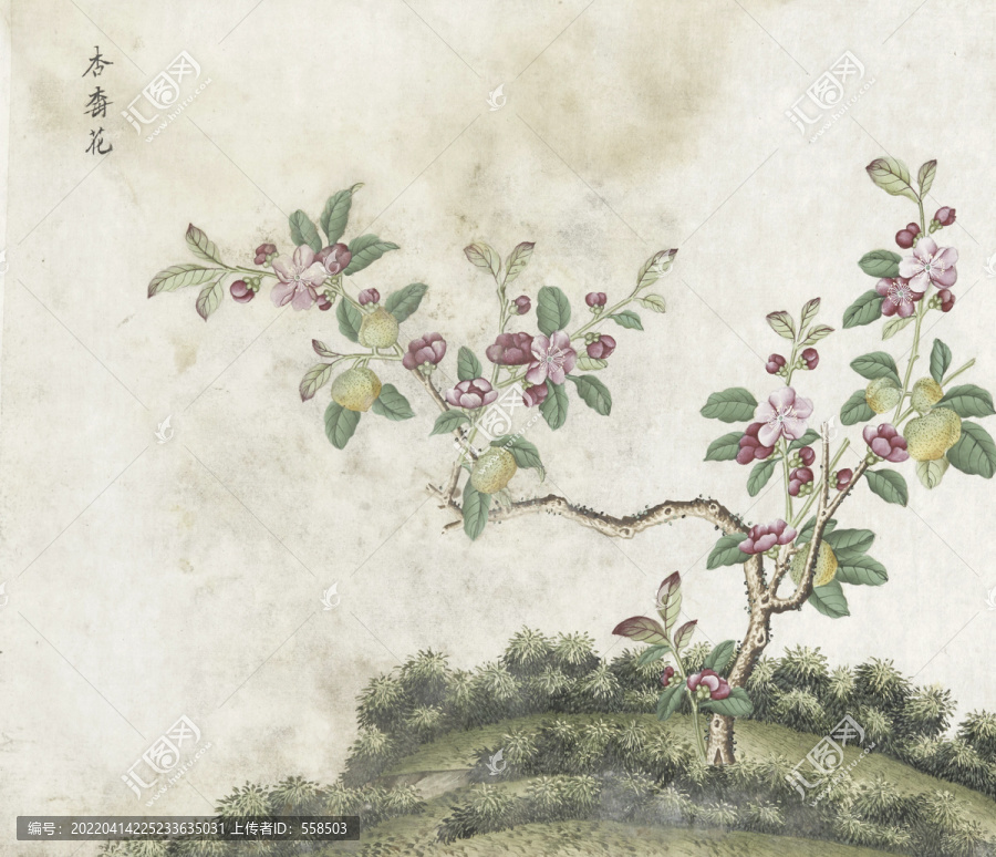 杏梅花水彩花卉國畫素材插畫