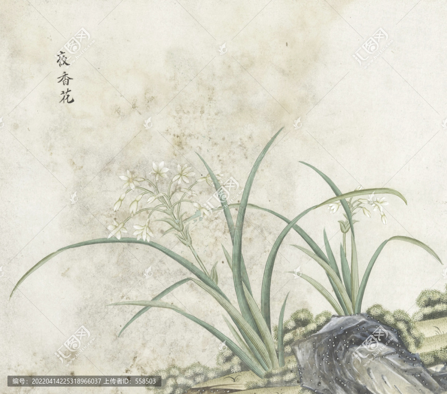 夜香花水彩花卉國(guó)畫素材插畫