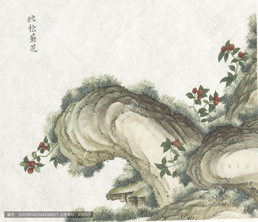 蛇泡子花水彩花卉國畫素材插畫