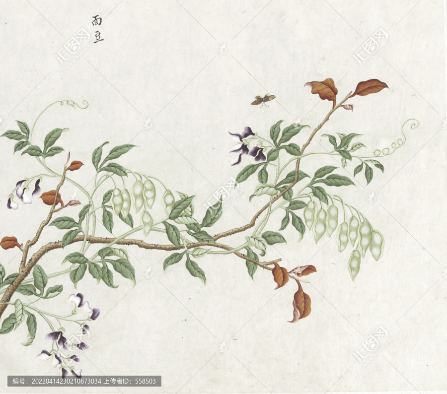 面豆花水彩花卉國畫素材插畫