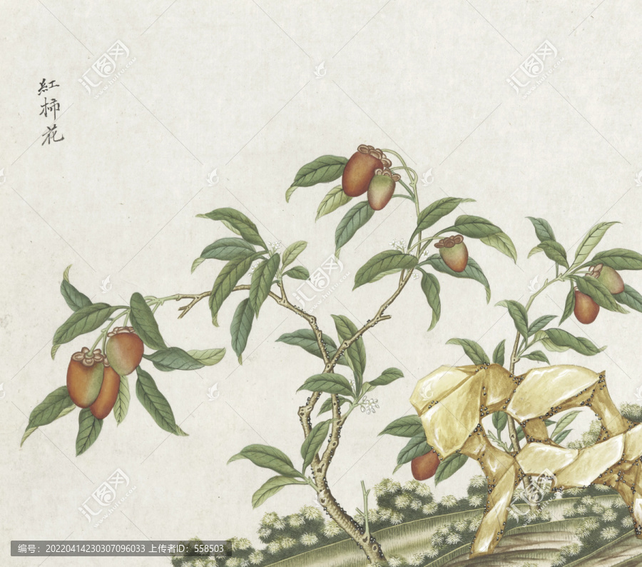 紅柿花水彩花卉國(guó)畫素材插畫