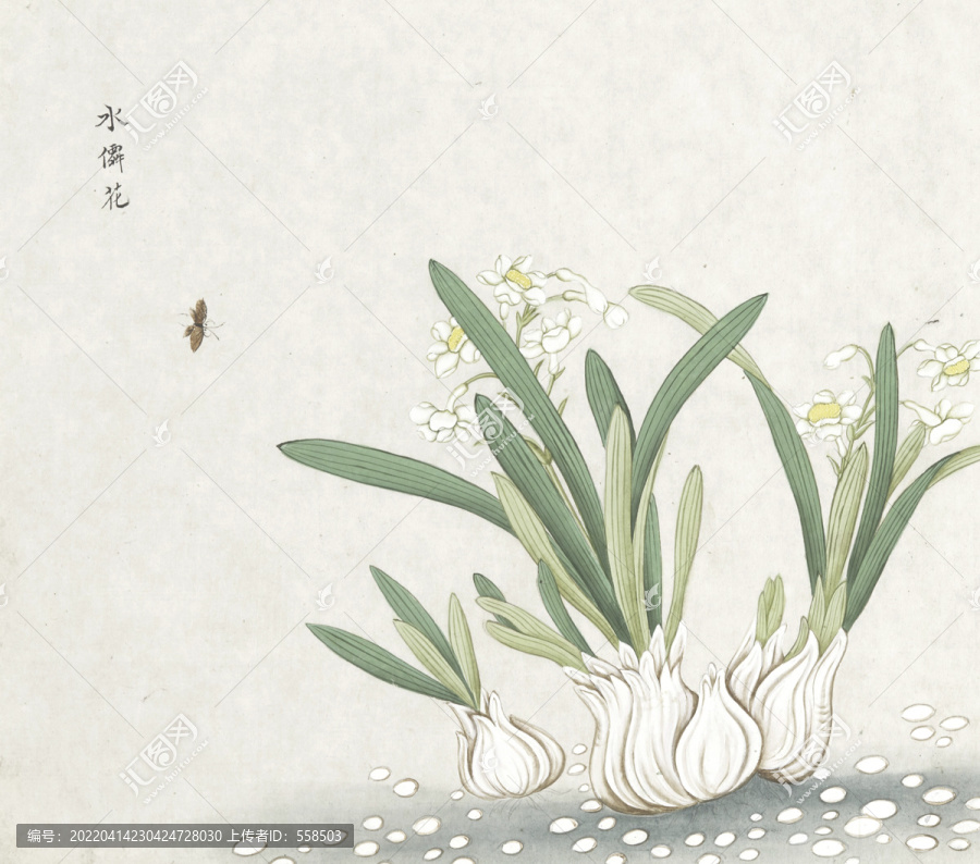 水仙花水彩花卉國(guó)畫素材插畫