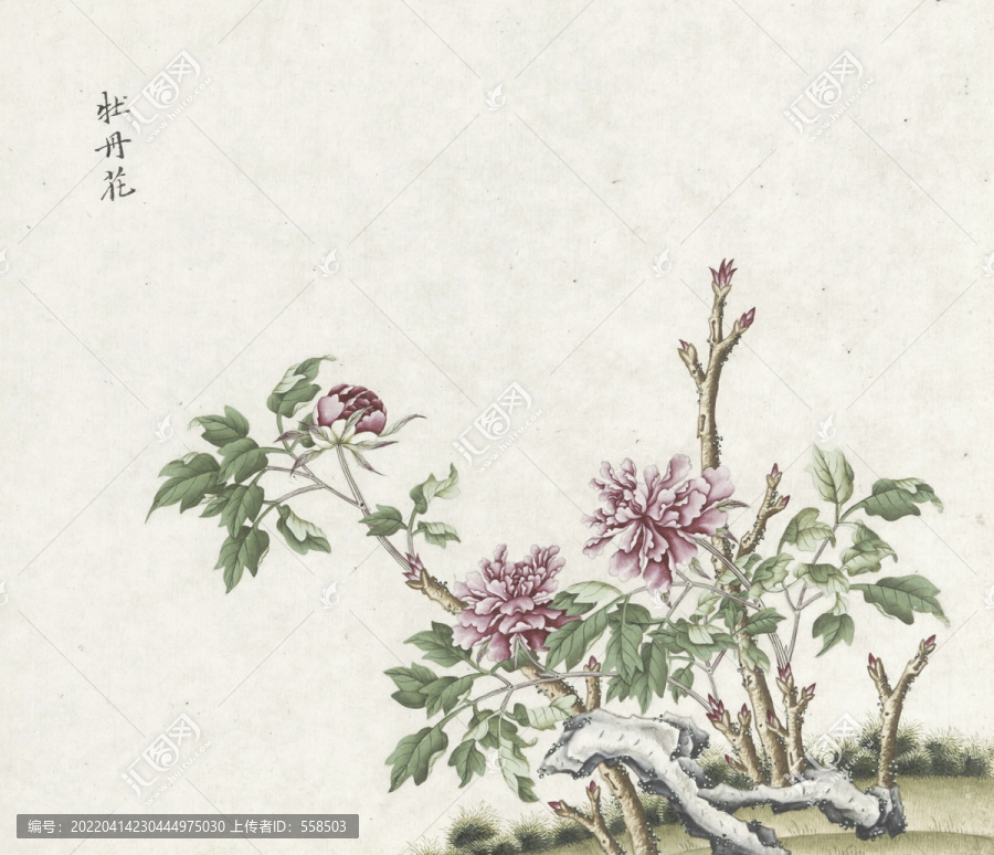 牡丹花水彩花卉國畫素材插畫